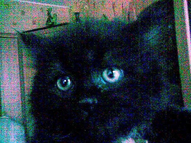 Черный котенок с белым пятнышком на груди Черный котенок с белым пятнышком на груди