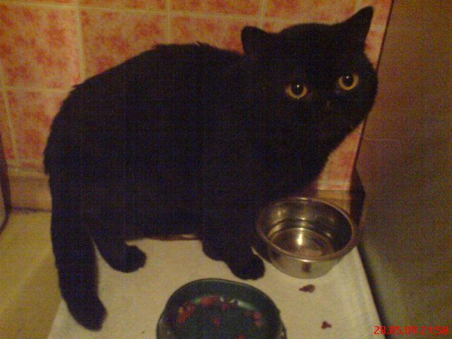 Британский кот Британский кот