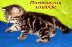  Британские мраморные  котята из питомника VIVIAN.