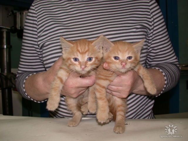 Рыжие солнышки ищут дом Рыжие солнышки ищут дом