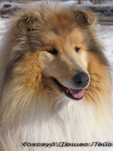 Щенки колли Щенки колли