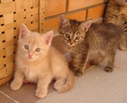 ОЧАРОВАТЕЛЬНЫЕ КОТЯТА 1,5 МЕС ИЩУТ ХОЗЯЕВ ОЧАРОВАТЕЛЬНЫЕ КОТЯТА 1,5 МЕС ИЩУТ ХОЗЯЕВ