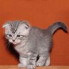 Продается абиссинского котенка