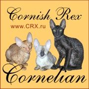 Корниш-рекс королевские кудрявые котята Корниш-рекс королевские кудрявые котята