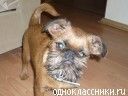 Брюссельский грифон Брюссельский грифон