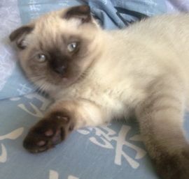 Великолепнейший вислоухий кот Великолепнейший вислоухий кот