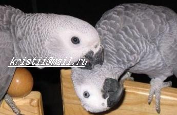 жакошки. жакошки.