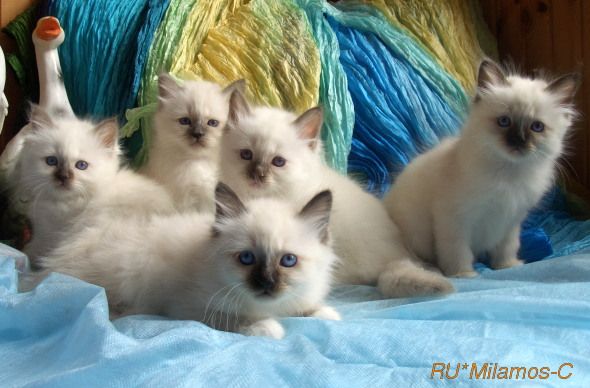 Бирманские котята. Бирманские котята.