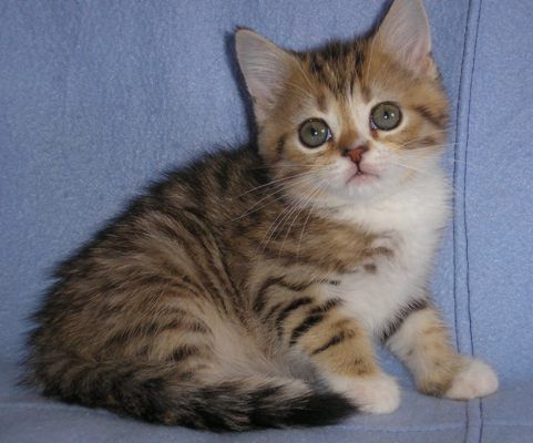 Котик скоттиш страйт - элитные кровные линии, колорноситель Котик скоттиш страйт - элитные кровные линии, колорноситель