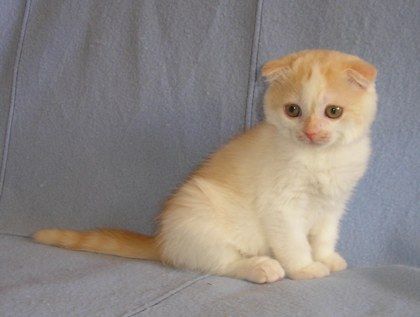 Вислоухая кошечка Вислоухая кошечка