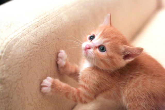 Подарю игривого котенка Подарю игривого котенка