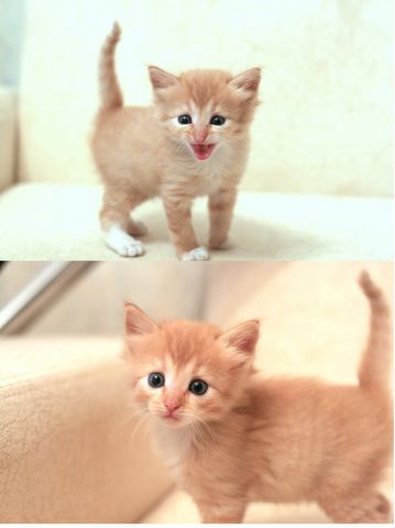 подарю любопытного котенка подарю любопытного котенка