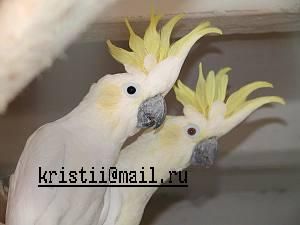 птенцы какаду. птенцы какаду.