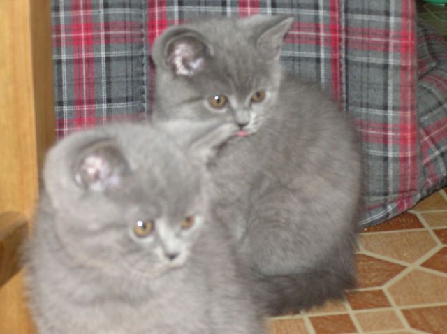Котята породы Шотландские страйт Котята породы Шотландские страйт