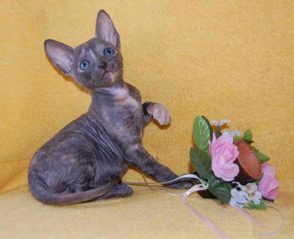 Корниш рекс - элитные котята. Корниш рекс - элитные котята.