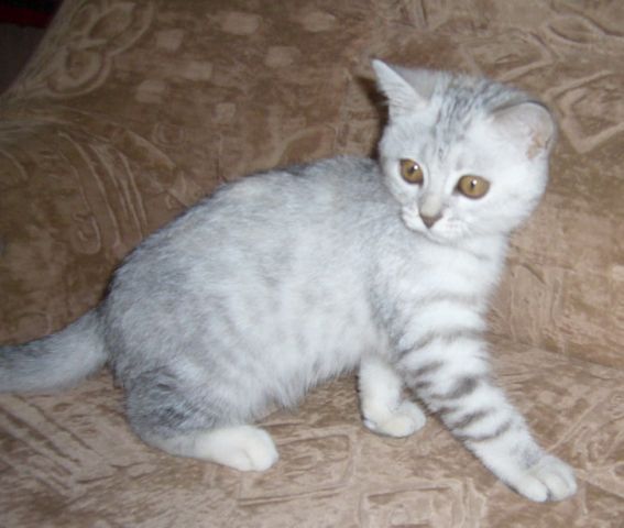продам британского котика продам британского котика