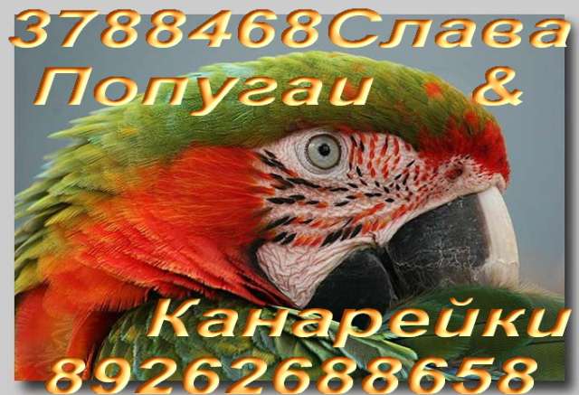 Птенцы попугаев, взрослые птицы, канарейки, декоративнаые пернатые. Клетки, корм, минералы для птиц. Птенцы попугаев, взрослые птицы, канарейки, декоративнаые пернатые. Клетки, корм, минералы для птиц.