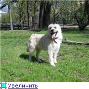 Большой и мохнатый Большой и мохнатый