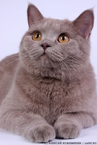 "Lakki-cats" "Lakki-cats"