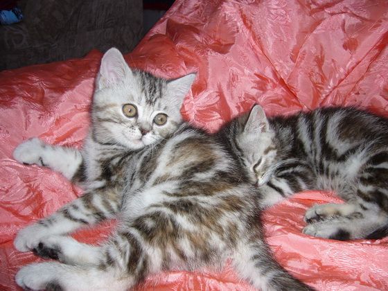 продам британского котика продам британского котика