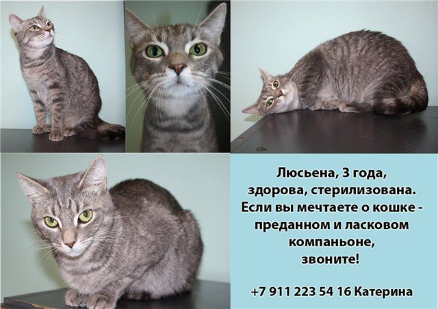 Кошка Люсьена - полосатая красавица Кошка Люсьена - полосатая красавица
