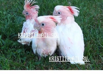 выкормыши какаду. выкормыши какаду.