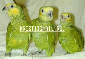птенцы. птенцы.