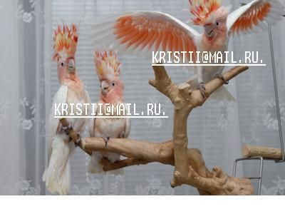 птенцы. птенцы.