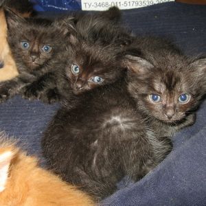 Красивые котята (1,5 мес.) - в хорошие руки Красивые котята (1,5 мес.) - в хорошие руки