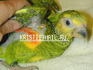 птенцы птенцы
