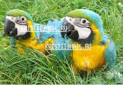 птенцы. птенцы.