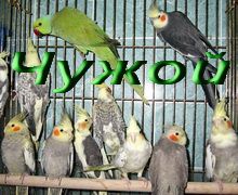 Кореллы птенцы, взрослые птицы, есть ручные. домашнего разведения. Кореллы птенцы, взрослые птицы, есть ручные. домашнего разведения.