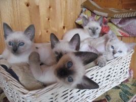  Продаются тайские котята