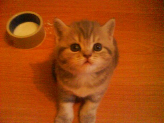 шотландские котятки! шотландские котятки!