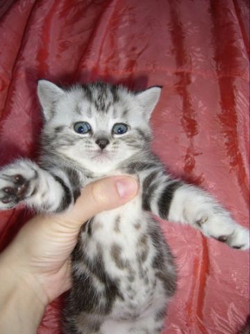 продам британского котика продам британского котика