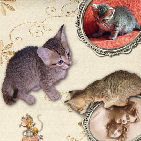 Мышка, девочка, серая полосатая, самая маленькая в помёте, но не уступает братьям и сёстрам в активн Мышка, девочка, серая полосатая, самая маленькая в помёте, но не уступает братьям и сёстрам в активн