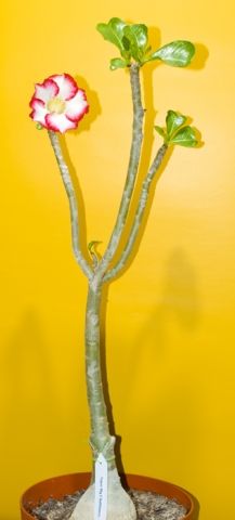 Адениум (Пустынная роза, Adenium) Адениум (Пустынная роза, Adenium)
