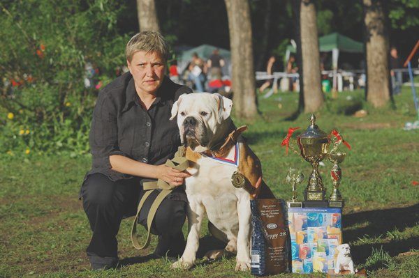 Продаю щенков американского бульдога Продаю щенков американского бульдога