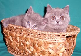 Продажа настоящих британских котят. Продажа настоящих британских котят.