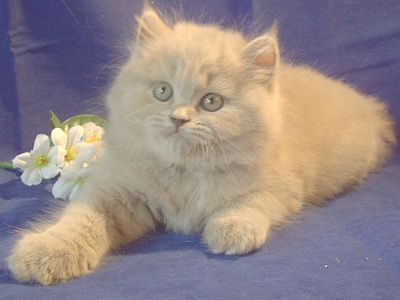 "Lakki-cats" "Lakki-cats"