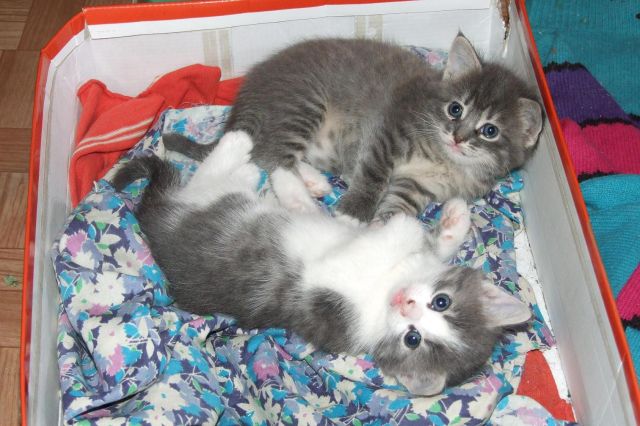 Отдаём котят в добрые руки Отдаём котят в добрые руки