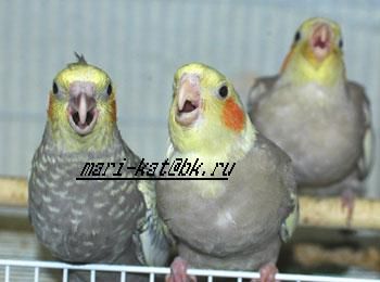 птенцы 3-4 мес. птенцы 3-4 мес.