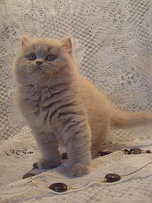 ВЫБИРАЙТЕ КОТЁНКА ДУШОЙ.ЗАГЛЯНИТЕ ЕМУ В ГЛАЗА...И ВЫ ПОЧУСТВУЕТЕ ,ГДЕ ВАШЕ МАЛЕНЬКОЕ ЧУДО!!!!!!! ВЫБИРАЙТЕ КОТЁНКА ДУШОЙ.ЗАГЛЯНИТЕ ЕМУ В ГЛАЗА...И ВЫ ПОЧУСТВУЕТЕ ,ГДЕ ВАШЕ МАЛЕНЬКОЕ ЧУДО!!!!!!!