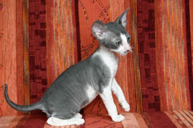 Корниш-рекс клубные котята. Корниш-рекс клубные котята.