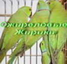 Ожереловый Кольчатый попугай Крамера. птенцы Ожереловый Кольчатый попугай Крамера. птенцы