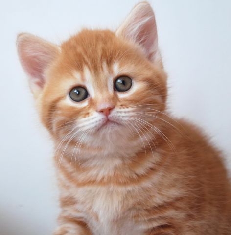 Шотландские котята Шотландские котята