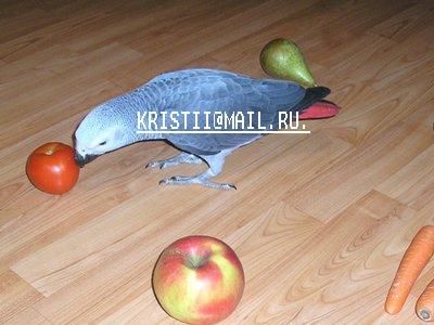 ручные птенцы. ручные птенцы.