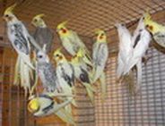 Кореллы - Нимфы . птенцы и др. виды попугаев Кореллы - Нимфы . птенцы и др. виды попугаев
