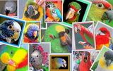 Птенцы попугаев, взрослые птицы, канарейки, декоративнаые пернатые Птенцы попугаев, взрослые птицы, канарейки, декоративнаые пернатые