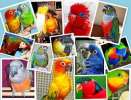 Птенцы попугаев, взрослые птицы, канарейки, декоративнаые пернатые. Клетки, корм, минералы для птиц.